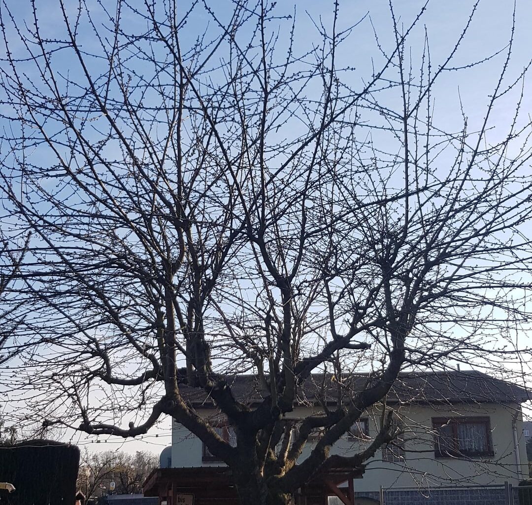 Kirschbaum