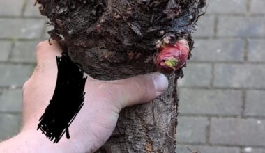 Rhababer