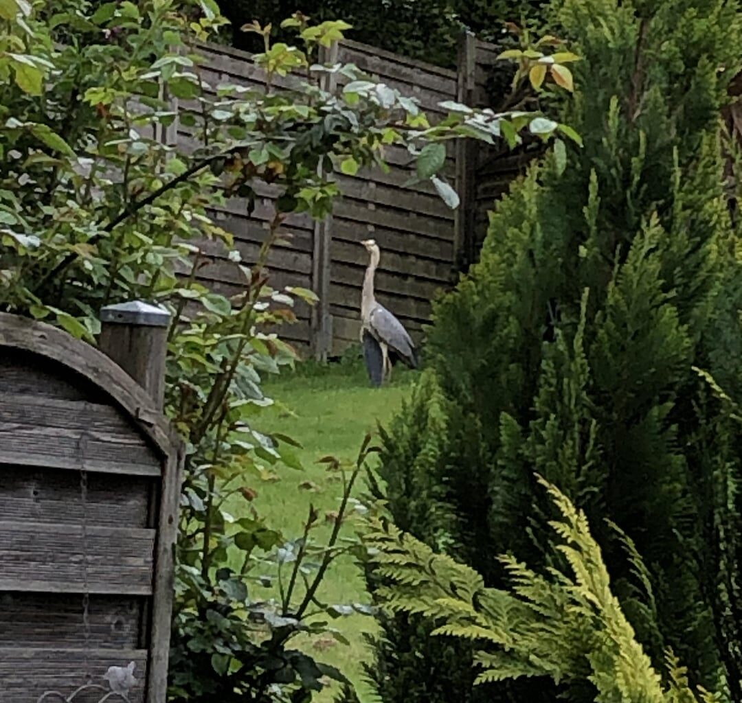 Verletzter Graureiher im Garten