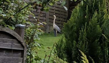 Verletzter Graureiher im Garten
