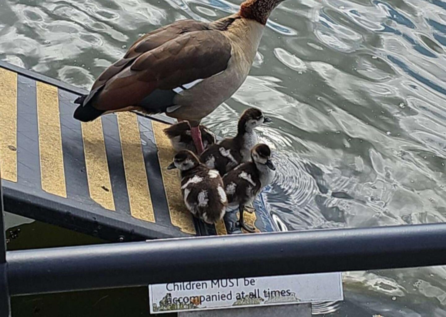 Even the geese obey the rules.