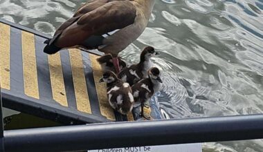 Even the geese obey the rules.