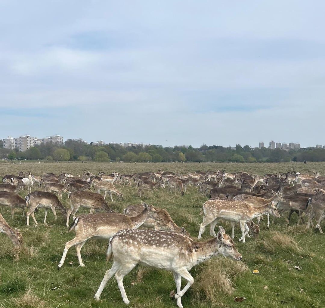Richmond park during half-term