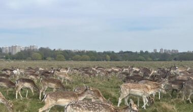 Richmond park during half-term