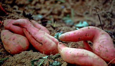 The impact of trade war on NC sweet potatoes, other commodities
