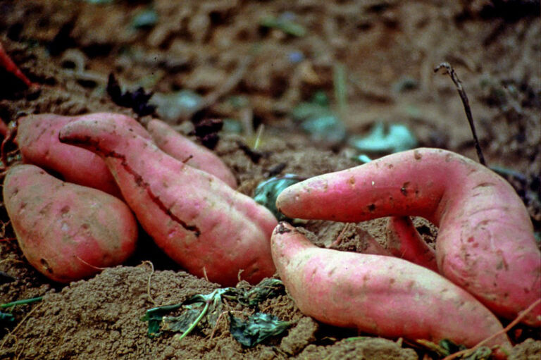 The impact of trade war on NC sweet potatoes, other commodities