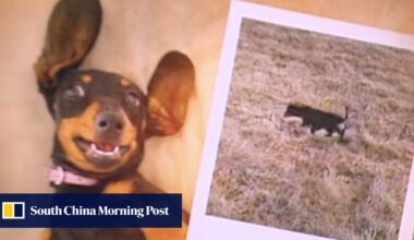 Lost dog in Australia found after 529 days on Kangaroo Island