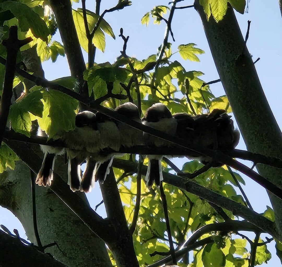 Had some visitors today