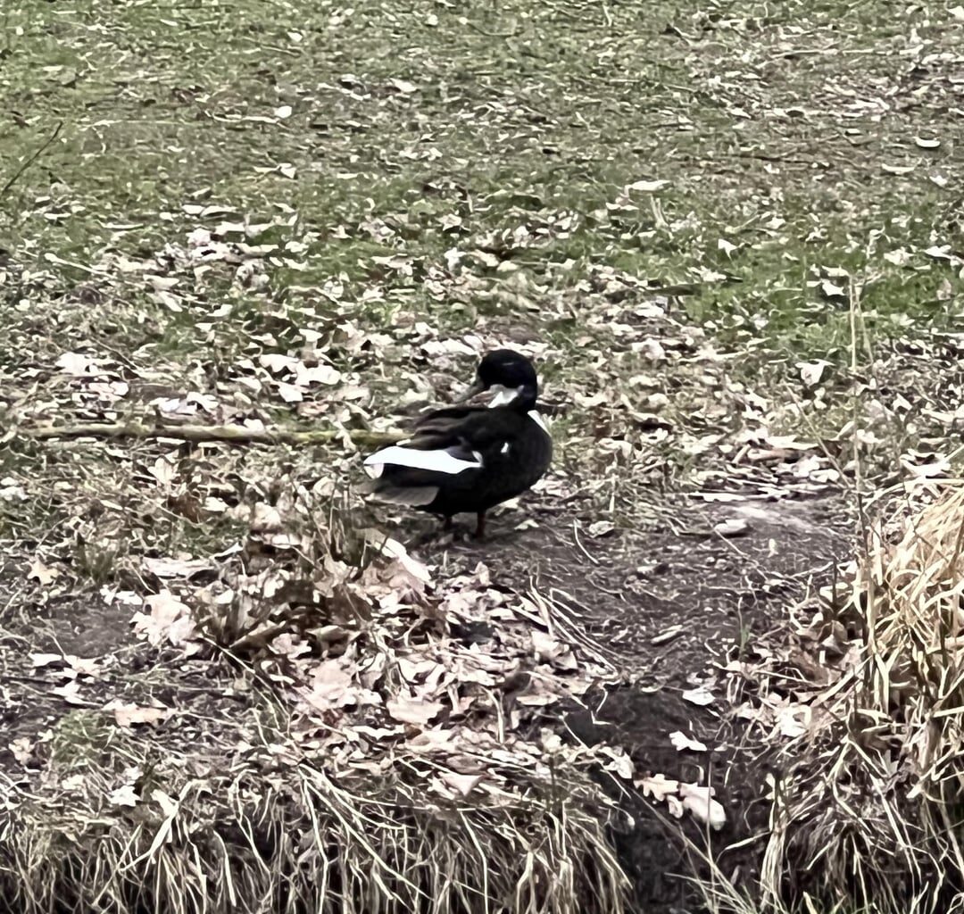 Welche Ente ist das?
