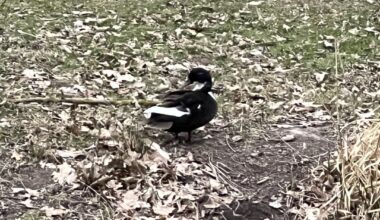 Welche Ente ist das?