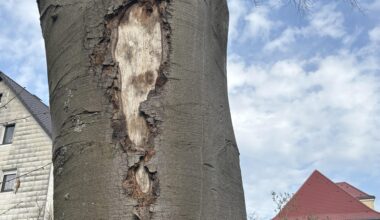 Rotbuche in Garten verliert Rinde, was tun?