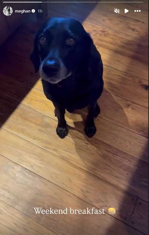 Meghan Markle shows off her dog after Kate and Williams post