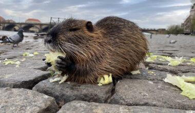 Meine erste Wasserratte/Nutria