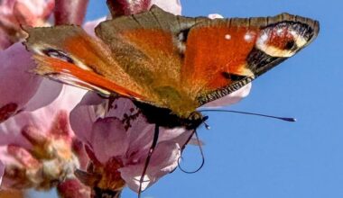 Auf geht’s! Für eine gute Pfirsichernte!
