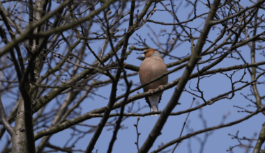 Ein Kernbeißer - zufällig gesehen und er saß gerade so lange genug still für ein einigermaßen scharfes Foto.