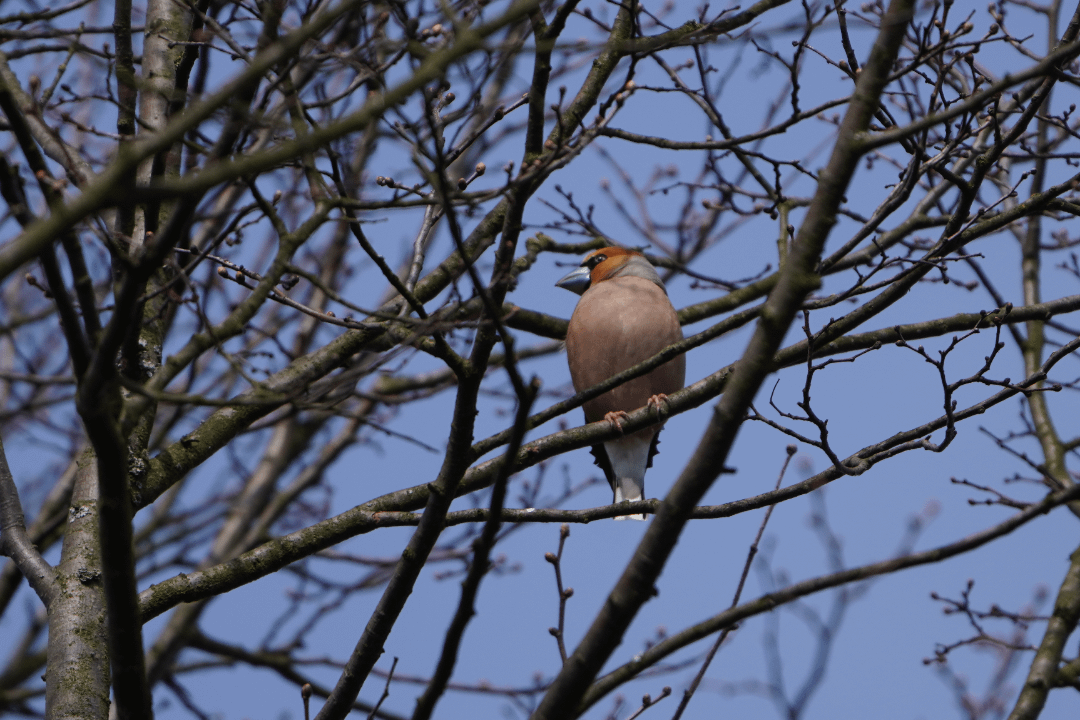 Ein Kernbeißer - zufällig gesehen und er saß gerade so lange genug still für ein einigermaßen scharfes Foto.