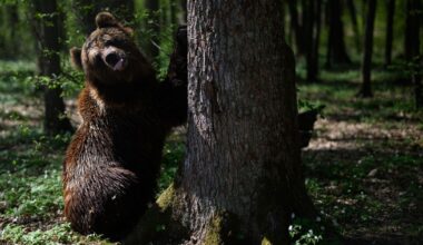 European country declares state of emergency and orders 350 bears to be killed | World | News
