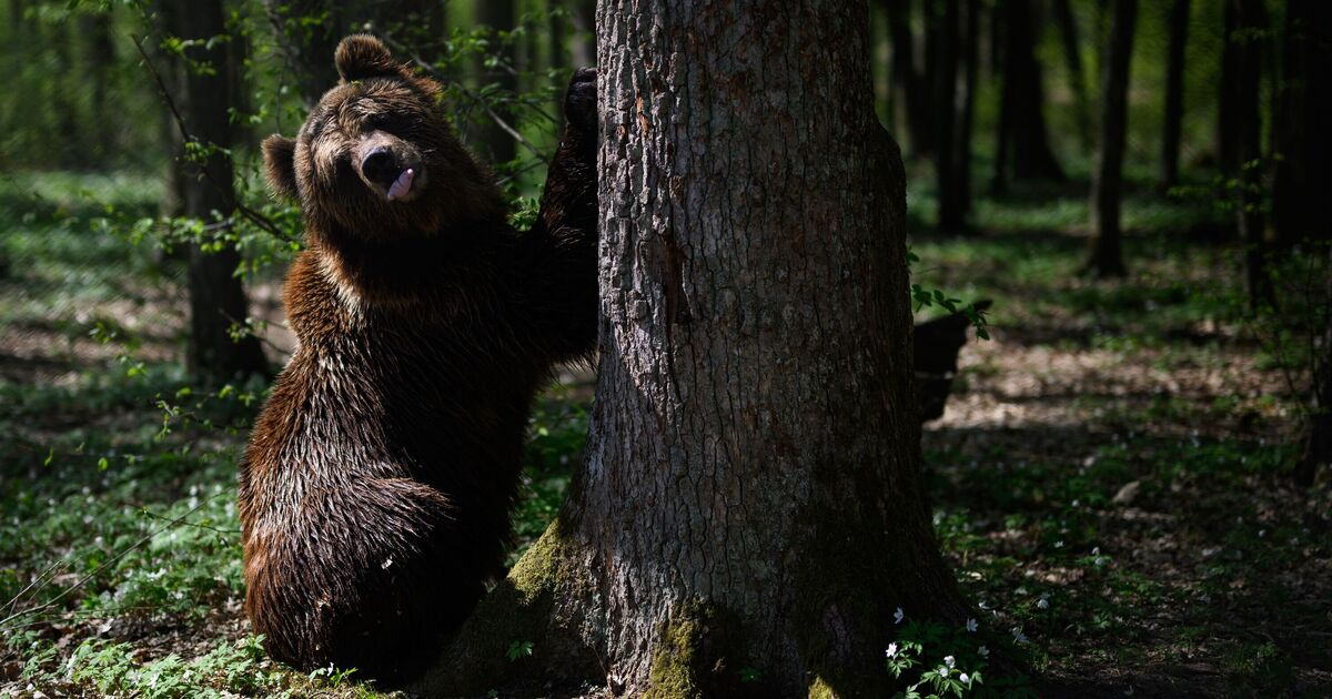 European country declares state of emergency and orders 350 bears to be killed | World | News