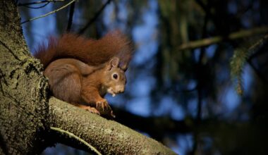 Eichhörnchen beim Futtern