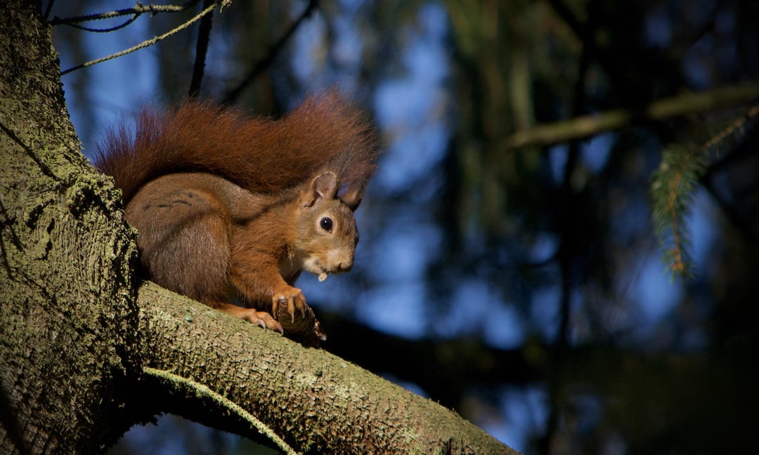 Eichhörnchen beim Futtern
