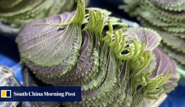 Korean ingredients’ variety, flavour celebrated in dishes from top chefs and rising stars