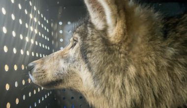 Colorado hunter's coalition opposes wolf program's repeal | News