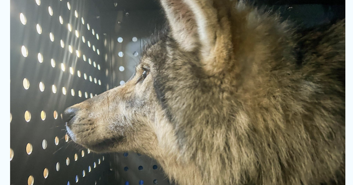 Colorado hunter's coalition opposes wolf program's repeal | News