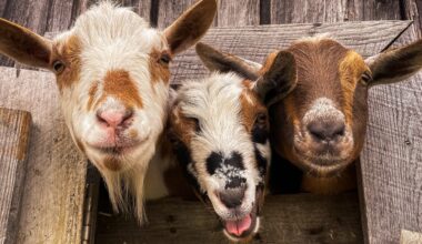I Thought Homesteading Would Save Us Money, but I Was Wrong