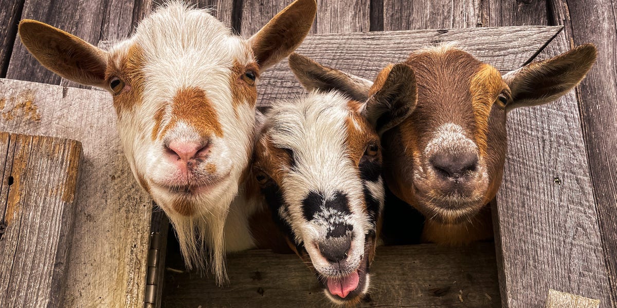 I Thought Homesteading Would Save Us Money, but I Was Wrong