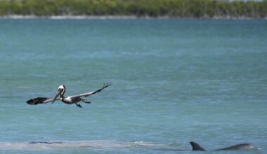 Everglades restoration would protect Florida Keys while scientists watch drought conditions | Environment News