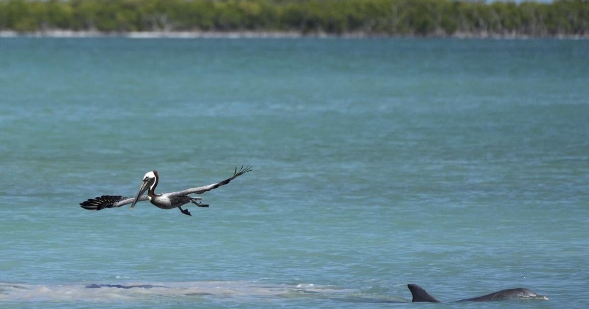Everglades restoration would protect Florida Keys while scientists watch drought conditions | Environment News