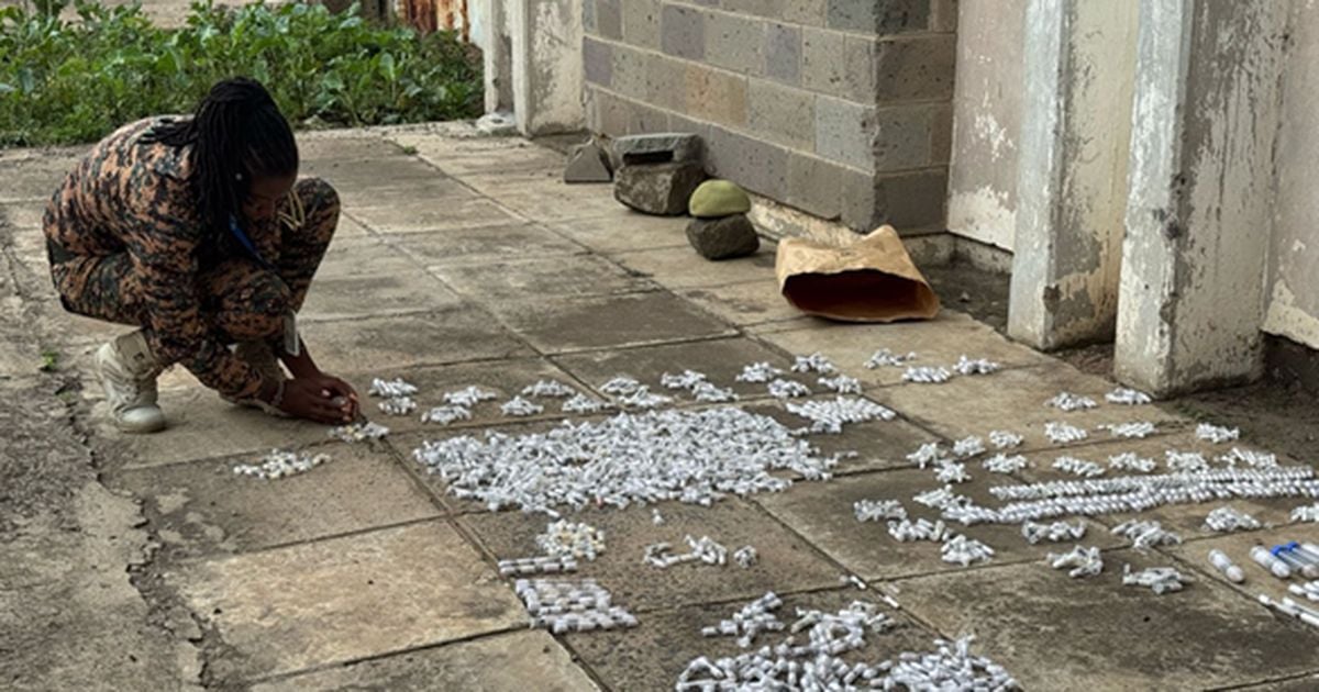Twee Vlaamse tieners (18) opgepakt in Kenia omdat ze 5000 levende mieren probeerden te smokkelen: prijzen lopen van 35 tot 200 euro per dier - Telegraaf