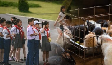 North Korea orders schools to breed more rabbits to feed army – Radio Free Asia