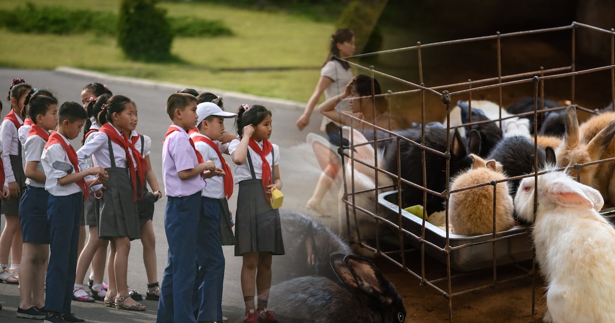 North Korea orders schools to breed more rabbits to feed army – Radio Free Asia