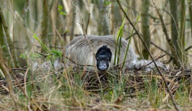 Sie brütet und er geht auf Tauchstation [OC]