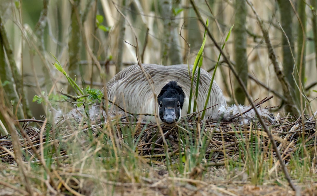 Sie brütet und er geht auf Tauchstation [OC]