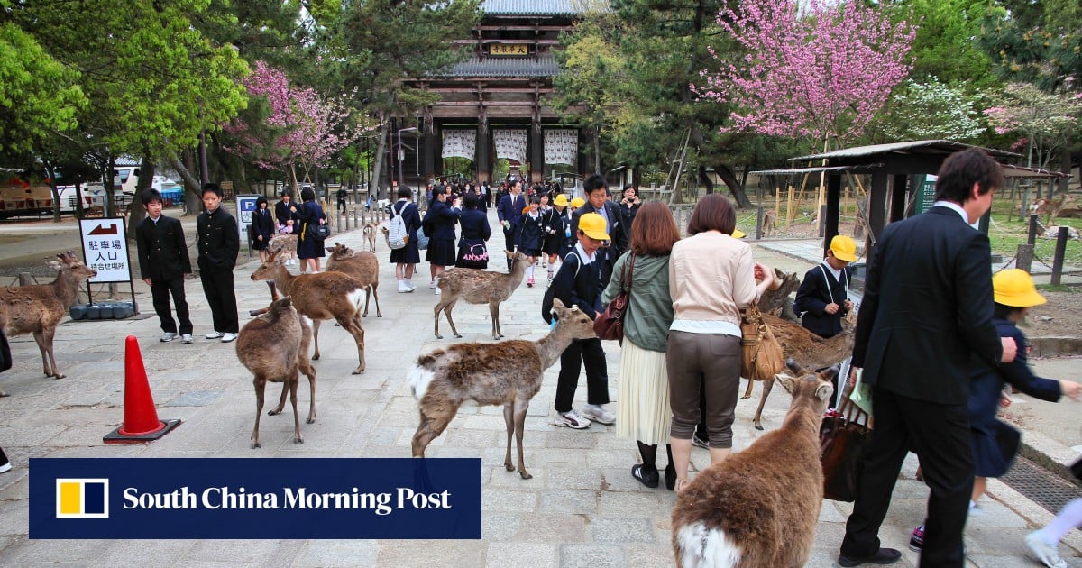 Oh deer, Japan’s Nara boosts police patrols to curb animal abuse