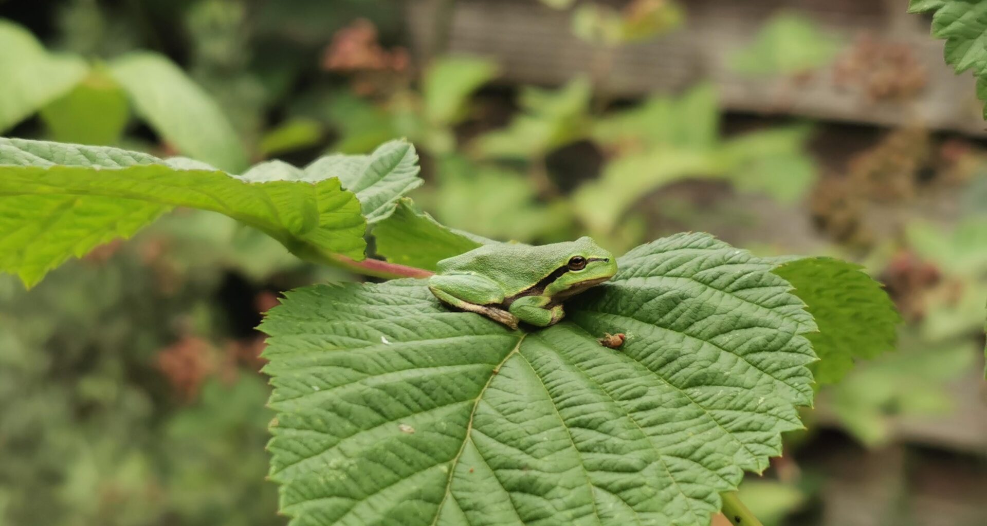 Laubfrosch auf Himbeerstrauch