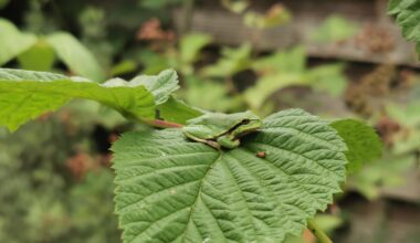 Laubfrosch auf Himbeerstrauch