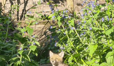 Spring is in the air! Hackney