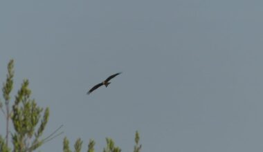 Schwarzmilan oder Rotmilan?