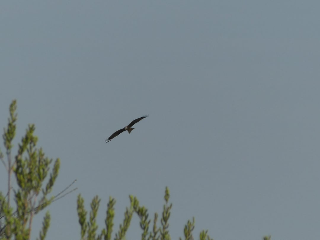 Schwarzmilan oder Rotmilan?