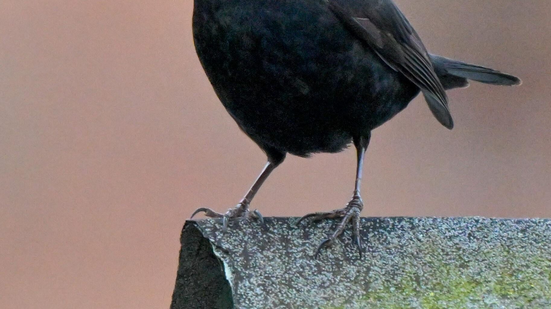 Took a picture of a Blackbird on a shed