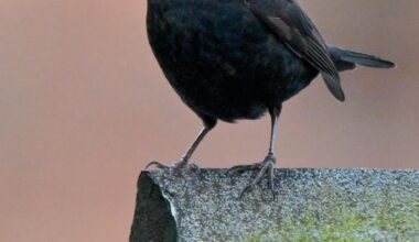 Took a picture of a Blackbird on a shed