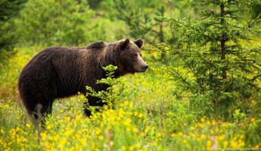 Slovakia calls for culling hundreds of bears – DW – 04/02/2025