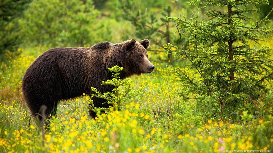 Slovakia calls for culling hundreds of bears – DW – 04/02/2025