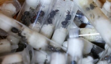Kenyan court tries Belgian teens on ant smuggling charges – DW – 04/16/2025
