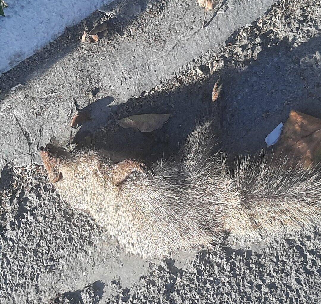 What animal is this?