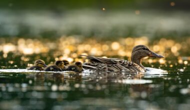 Meine ersten Entenküken der Saison