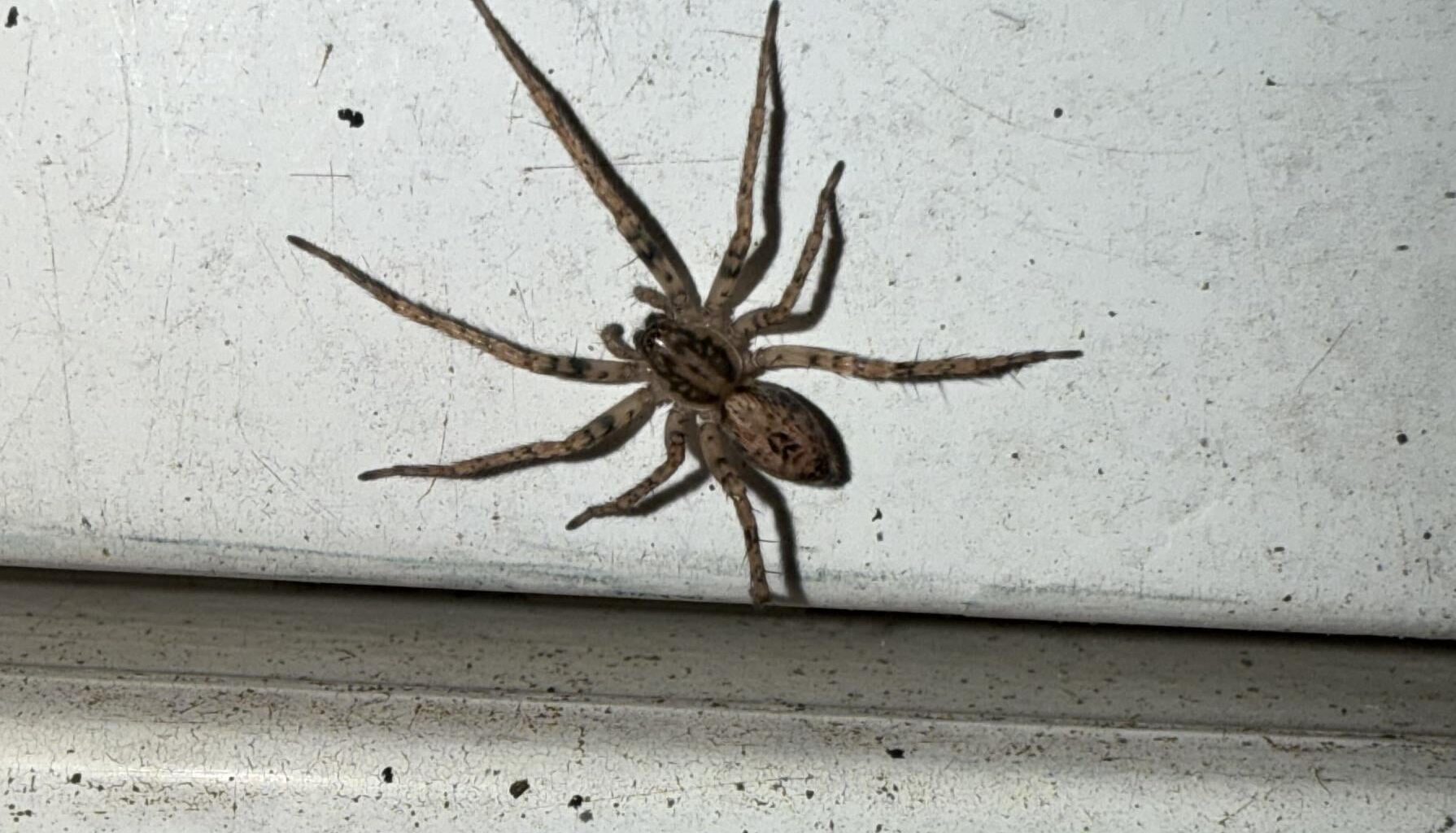 Neuer Mitbewohner am Briefkasten